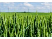 خرید ۳ میلیون و ۵۵۰ هزار تن گندم مازاد بر مصرف از کشاورزان