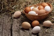 از ابتدای سال ۴۰ هزار تن تخم مرغ صادر شده است