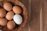 محدودیت‌های صادرات تخم مرغ به عمان رفع شد