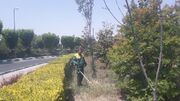 آغاز عملیات آماده‌سازی و بسترسازی کاشت گل‌های فصلی در سطح منطقه ۹ کرج