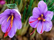 آموزش کاشت زعفران در گلدان و خانه با ساده ترین روش