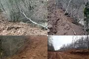 بیانیه اداره منابع طبیعی ساری درباره خبر قطع ۴ هزار درخت در منطقه الیمالات