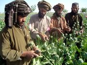 ببینید | تصاویر عجیب از کاشت تریاک توسط طالبان در مرز ایران!