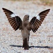 ۳۵ گونه پرنده مهاجر به ایران در فهرست گونه‌های در معرض تهدید