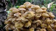 قارچ‌هایی که حتی بعد از پختن هم کشنده هستند