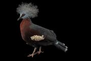 گزارش تصویری| دنیای رنگارنگ کبوترها؛ تا به حال کبوتر ۱۰۰ میلیارد تومانی دیده‌اید؟