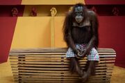 «انتظار صبورانه اورانگوتان» و دیگر برندگان عکاسی محیط زیست / عکس