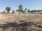شناسایی 687 مورد تغییر کاربری غیرمجاز در اراضی کشاورزی خوزستان