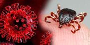 توصیه های سازمان دامپزشکی کشور برای پیشگیری از تب کریمه کنگو