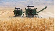 برداشت گندم از اراضی مین زدایی شده در خرمشهر