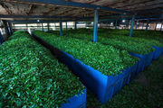 صادرات 15 هزار تنی چای در سال گذشته