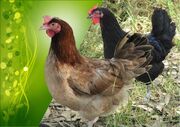 توسعه اشتغال با پرورش نژاد اصلاح شده مرغ بومی/ افزایش 65 درصدی تولید گوشت و تخم‌مرغ در نژادهای اصلاح شده