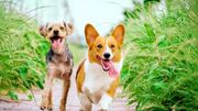 حیوانات خانگی زیر تیغ جراحی زیبایی - مردم سالاری آنلاين