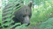 مشاهده خرس قهوه‌ای و شوکا در این استان - مردم سالاری آنلاين