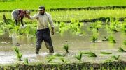 مهم‌ترین عوارض مسمومیت با آرسنیک در برنج - مردم سالاری آنلاين