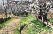 عکس/ طبیعت بهاری و زیبای روستای "بُرس"