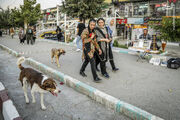 عکس/ جولان سگ‌های ولگرد در معابر سنندج