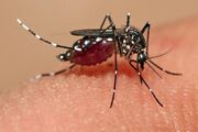 پیشرفت ایران در تشخیص مالاریا