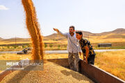 تخصیص ۴۵۵۰ تن گندم خارجی به استان زنجان