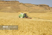 برداشت گندم در خوزستان آغاز می‌شود