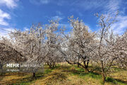 شکوفه‌های بهاری در طبیعت باغات ارومیه