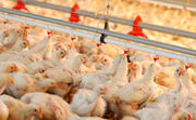 مرغ؛ از «تولید و تامین بازار داخل» تا «ارزآوری و صادرات»