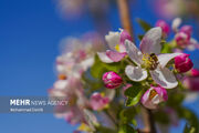 شکوفه‌های بهاری شهرستان کوثر