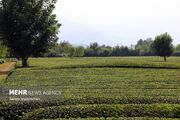 باغات رها شده چای گیلان احیا می‌شود