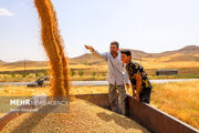 خودکفایی در سرزمین دانه های طلایی/ رکورد برداشت شکسته می شود