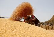 ۶۰۰۰۰ تن گندم سال جاری در کهگیلویه و بویراحمد خریداری شده است