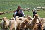 محور دامداران روز دوشنبه برای کوچ دامداران مسدود می شود