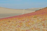 خشک ترین صحرای دنیا پر از گل شد