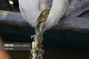 رهاسازی ۵۰ هزار قطعه بچه ماهی در سد شهید کاظمی سقز