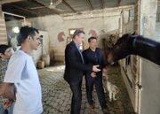 حمایت فدراسیون سوارکاری از تولیدکنندگان و پرورش دهندگان اسب‌های ترکمن