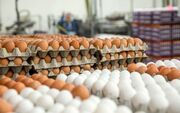 قیمت تخم مرغ در بازار امروز 12 خرداد | هر شونه تخم مرغ کیلویی چند؟