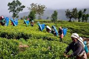 سریلانکا ۵۵ میلیون دلار پول نفت ایران را با چای پرداخت