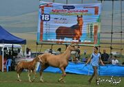 حضور فرماندار مراوه‌تپه در هجدهمین جشنواره زیبایی اسب اصیل ترکمن