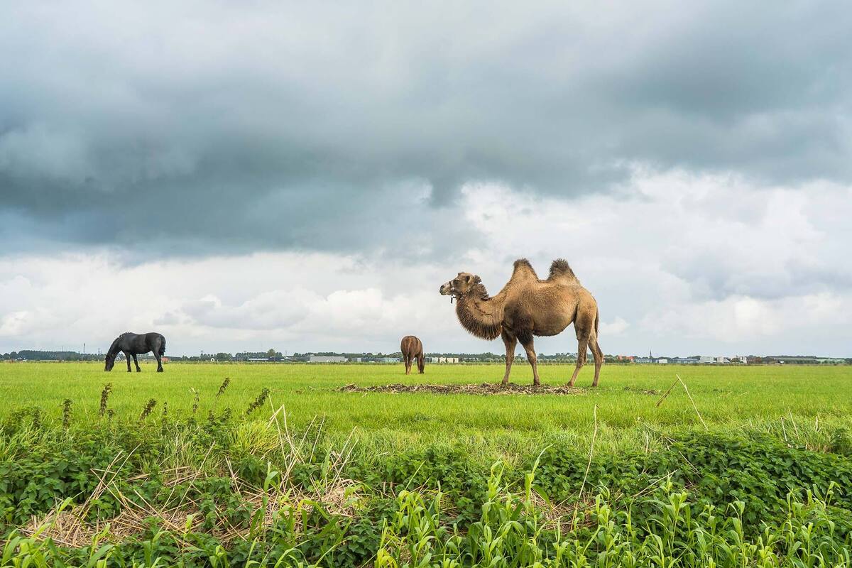 چشمان زیبای این بچه شتر در فضای مجازی وایرال شد+ تصاویر