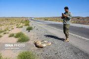 یک یوزپلنگ ایرانی دیگر در جاده تلف شد+ تصاویر