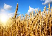 افزایش ۱۵ درصدی خرید گندم/ تأمین نیاز گندم تمام خبازی‌ها، صنف و صنعت کشور