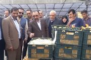 بازدید استاندار خراسان رضوی و مسئولان شهری از بازار شب عید