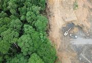 تکذیب قطع ۴هزار درخت در الیمالات؛ تأیید قطع ۳۰ درخت