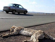 جاده‌های « یوزکُش » / خودروهای عبوری در محور میامی- سبزوار، یوزپلنگ ایرانی را تهدید می‌کنند