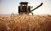 شرکت‌های تعاونی خراسان رضوی بیش از ۱۲ هزار تن گندم به صورت تضمیمی خریداری کردند