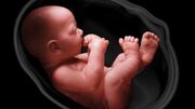 آیا قانون اهدای جنین کامل است؟