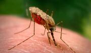 یک مورد ابتلا به مالاریا در نیشابور ثبت شد