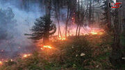 تلاش برای مهار آتش سوزی جنگل های گردکانه شهرستان بدره ادامه دارد