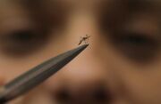 بیماری‌هایی که از پشه‌ به انسان‌ منتقل می‌شوند