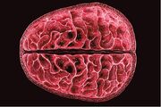اولین شواهد از تغییرات ساختاری مغز در طول قاعدگی
