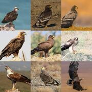 عقاب طلایی ایران در خطر انقراض